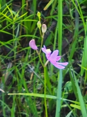 Calopogon