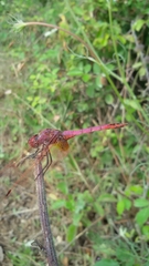 Trithemis annulata annulata