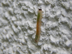 Strongylogaster mixta