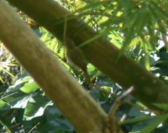 Vireo chivi