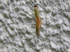 Strongylogaster mixta