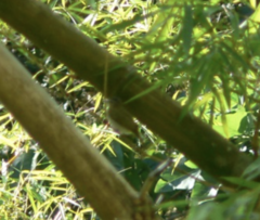 Vireo chivi