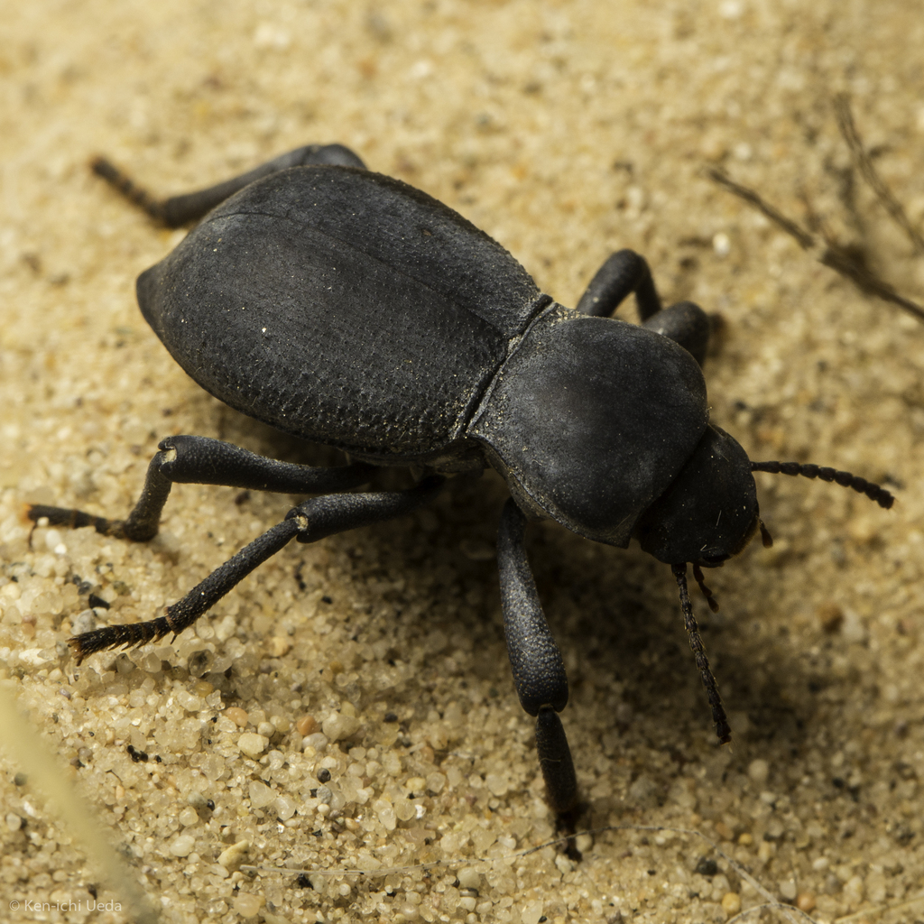 Asbolus papillosus