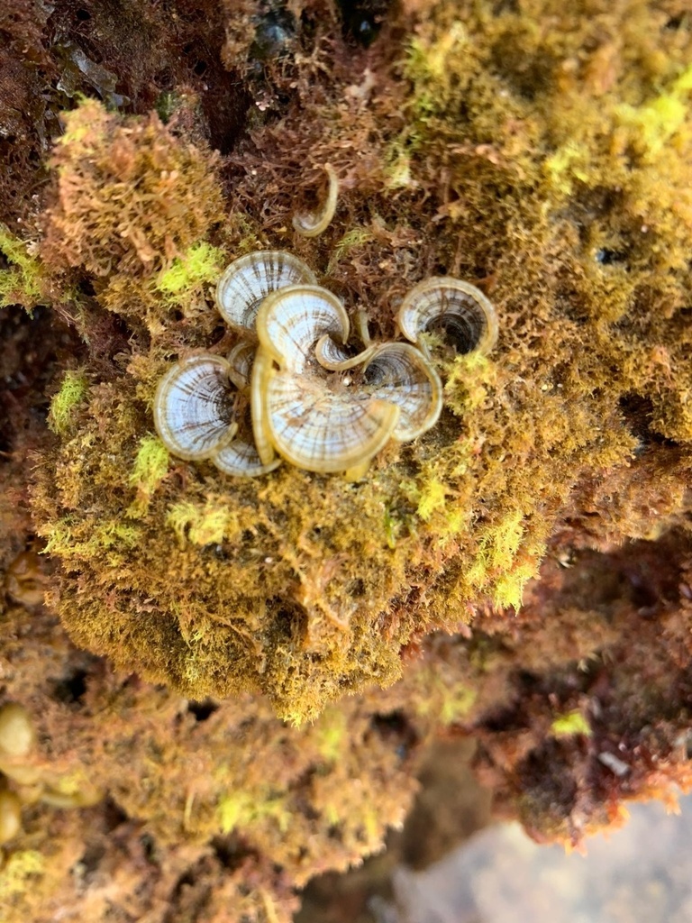Photo of Peacock's tail (Padina pavonica)