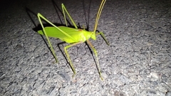 Acrometopa italica