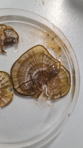 Photo of Peacock's tail (Padina pavonica)