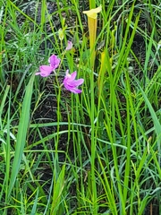 Calopogon