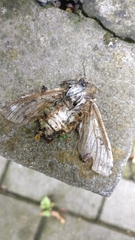 Lepidoptera