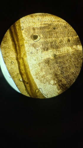 Photo of Peacock's tail (Padina pavonica)