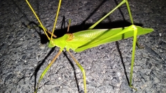 Acrometopa italica