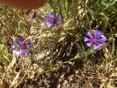 Centaurea cyanoides