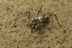 Oxyopes tridens