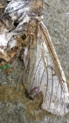 Lepidoptera