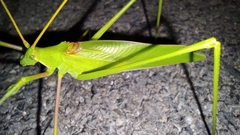 Acrometopa italica