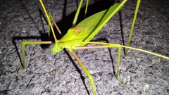 Acrometopa italica