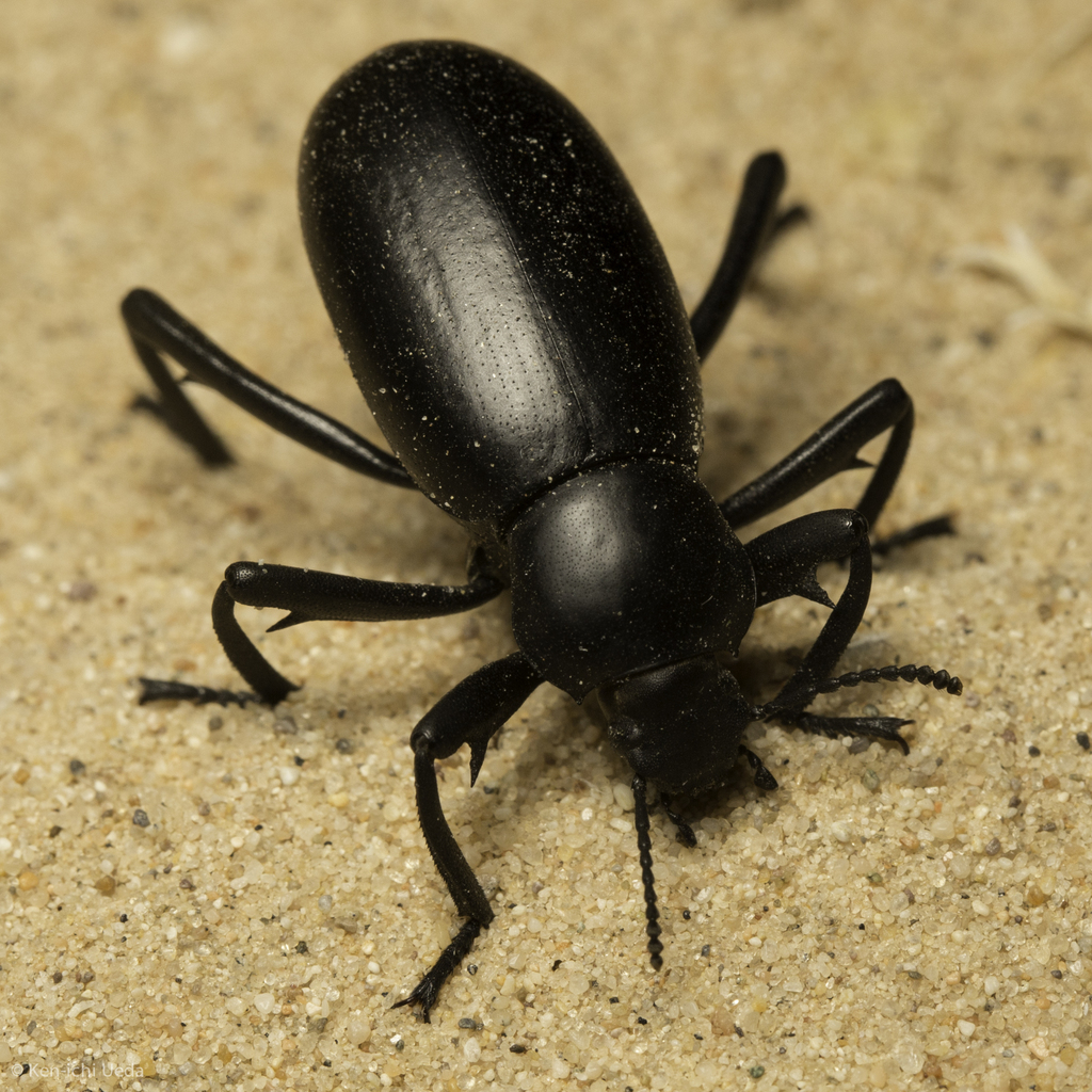 Amphidorini