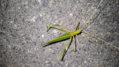 Acrometopa italica