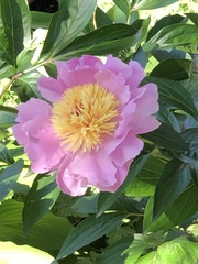 Paeonia