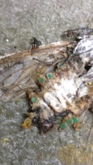 Lepidoptera
