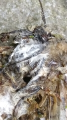 Lepidoptera