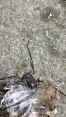 Lepidoptera