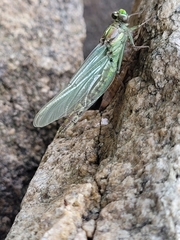 Ophiogomphus rupinsulensis