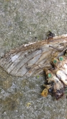 Lepidoptera