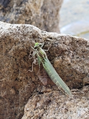 Ophiogomphus rupinsulensis