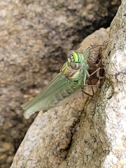 Ophiogomphus rupinsulensis