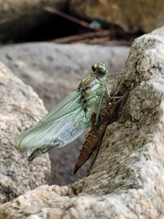 Ophiogomphus rupinsulensis