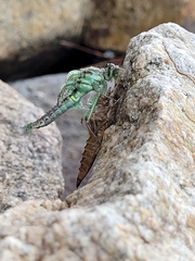Ophiogomphus rupinsulensis