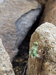 Ophiogomphus rupinsulensis