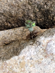 Ophiogomphus rupinsulensis