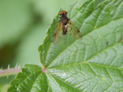 Chrysopilus cristatus