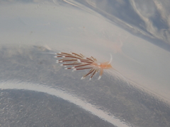 Sakuraeolis enosimensis