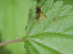 Chrysopilus cristatus