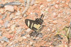 Heraclides torquatus