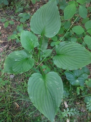 Hosta ventricosa