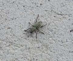 Sciaphobus squalidus