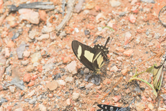 Heraclides torquatus