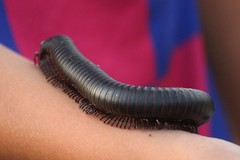 Archispirostreptus gigas