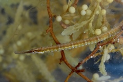 Sargassum Pipefish photo 1