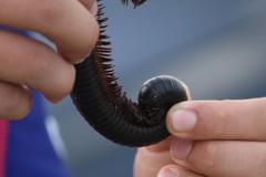 Archispirostreptus gigas