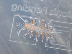 Sakuraeolis enosimensis