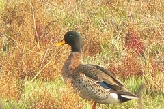 Anas platyrhynchos × undulata