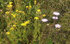 Brachyscome spathulata spathulata