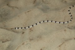 Myrichthys colubrinus