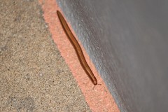 Trigoniulidea