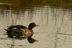 Anas platyrhynchos × undulata