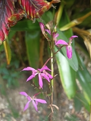 Epidendrum flexuosum